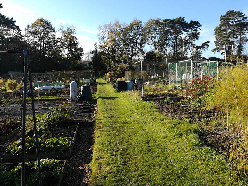a green and vibrant allotment on a sunny day